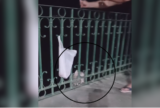 Homem fisga arraia durante pescaria na Orla de São Raimundo, em Manaus; animal é devolvido ao rio