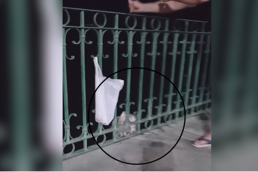 Homem fisga arraia durante pescaria na Orla de São Raimundo, em Manaus; animal é devolvido ao rio