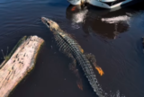 Jacaré surpreende turistas durante passeio de barco em Presidente Figueiredo