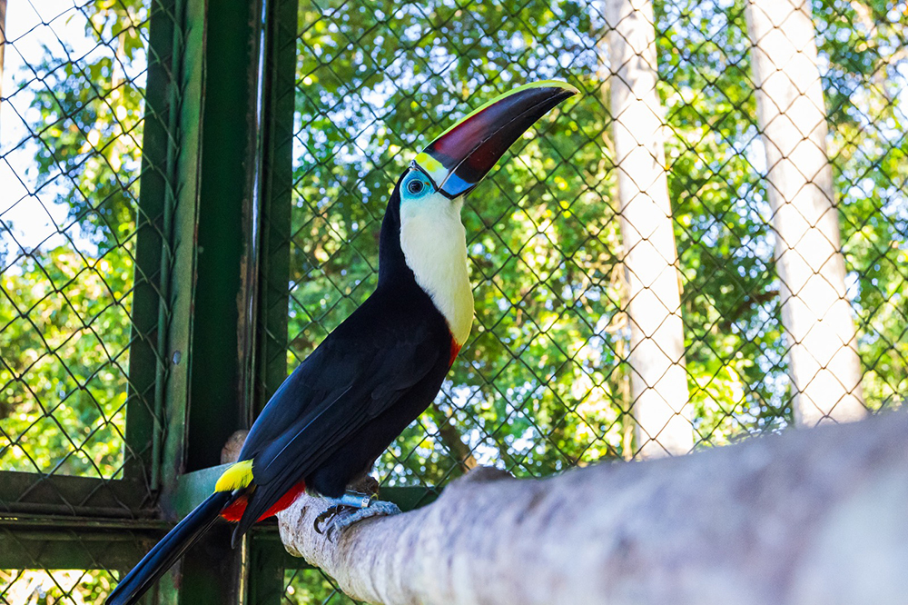 Aves silvestres voltam à natureza após reabilitação em projeto realizado em parceria com o Ibama