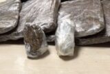 Passageira é detida no Aeroporto de Manaus com 3 quilos de skunk fixados ao corpo