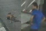 Vídeo: dono de pitbull é acusado de omissão após ataque que matou gato em Manaus