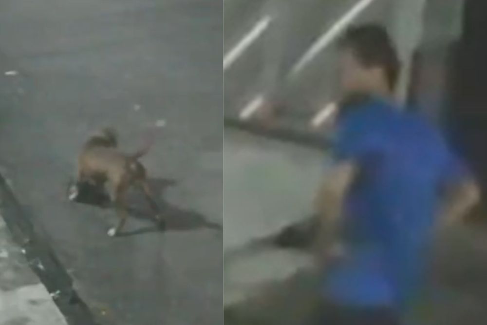 Vídeo: dono de pitbull é acusado de omissão após ataque que matou gato em Manaus