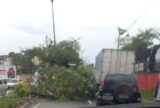 Ventania derruba árvore e fluxo de veículos na avenida Rodrigo Otávio é parcialmente interrompido