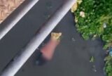 Mulher é encontrada morta em igarapé na zona sul de Manaus