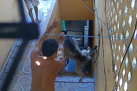 Homem é preso após ser filmado arremessando cachorro de escada em Manaus