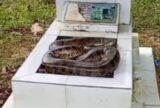 Cobra grande é encontrada sobre túmulo no Cemitério Tarumã, em Manaus