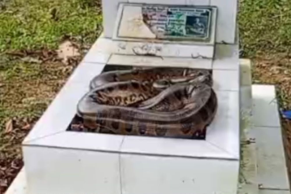 Cobra grande é encontrada sobre túmulo no Cemitério Tarumã, em Manaus