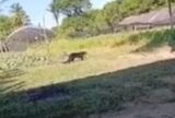 Moradores registram felino silvestre próximo a condomínio em Iranduba, no Amazonas