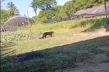 Moradores registram felino silvestre próximo a condomínio em Iranduba, no Amazonas