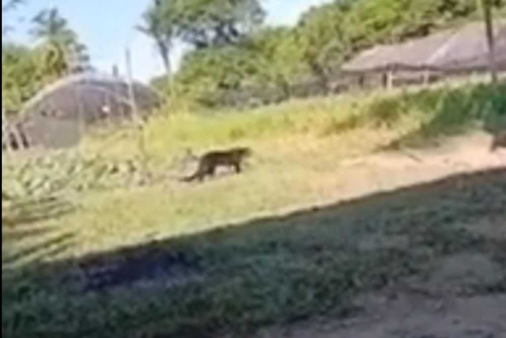 Moradores registram felino silvestre próximo a condomínio em Iranduba, no Amazonas