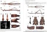 Toadas do Garantido inspiram nomes de novas espécies de gafanhotos descobertas na Amazônia