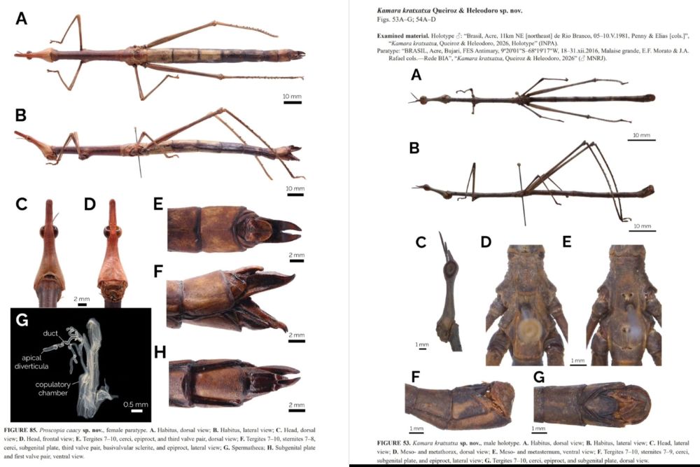 Toadas do Garantido inspiram nomes de novas espécies de gafanhotos descobertas na Amazônia