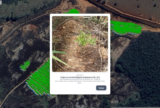 Mineradora rastreia 10 mil mudas com blockchain em projeto de restauração ambiental