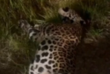 Onça-pintada é achada morta às margens da BR-319 após possível atropelamento