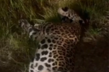 Onça-pintada é achada morta às margens da BR-319 após possível atropelamento