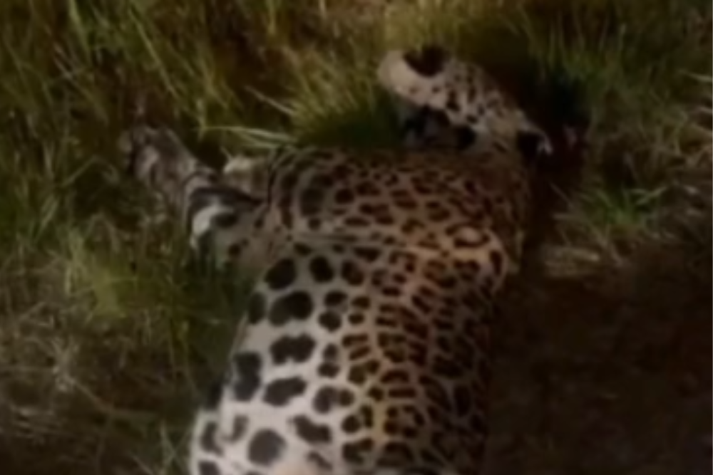 Onça-pintada é achada morta às margens da BR-319 após possível atropelamento