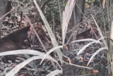 Pitbull é resgatado desnutrido e ferido após ser abandonado em Maués