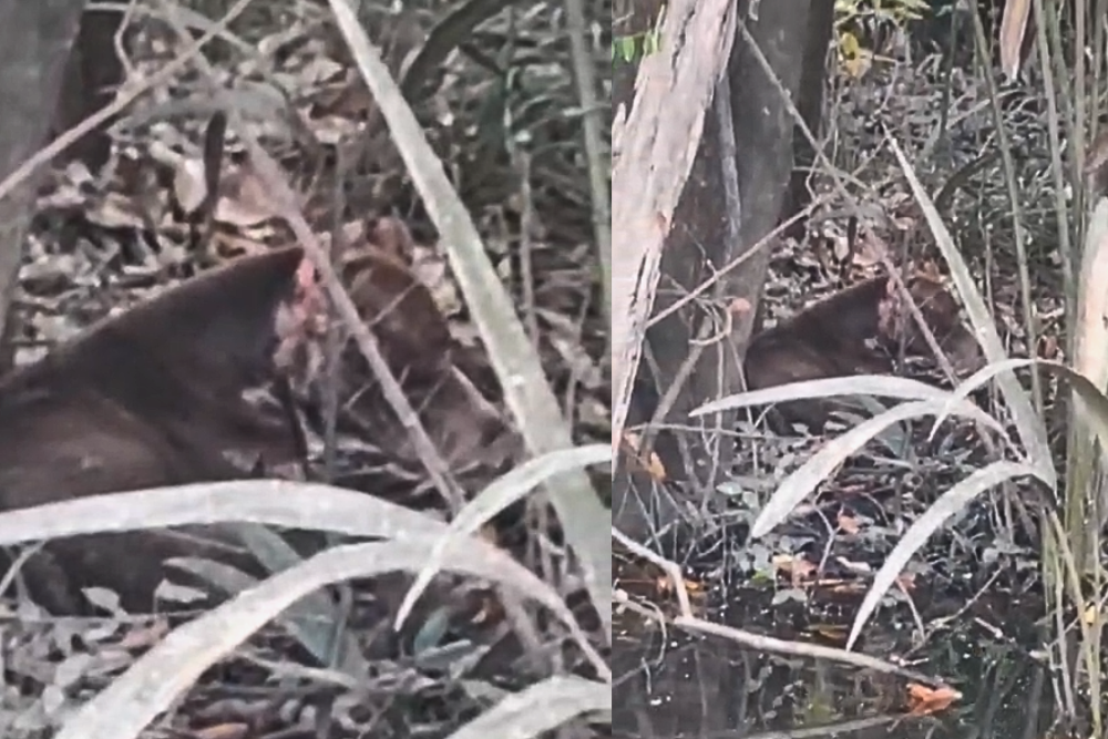 Pitbull é resgatado desnutrido e ferido após ser abandonado em Maués