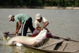 Semana do Pescado é lançada com foco em consumo e valorização de espécies nacionais