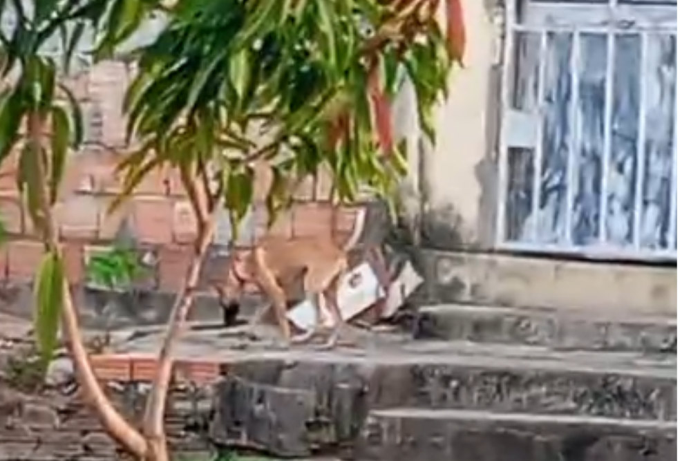 Cachorro é encontrado amarrado em muro em condições precárias em Manaus