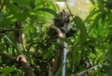 Bombeiros resgatam tamanduá encontrado no alto de árvore em casa de Manaus