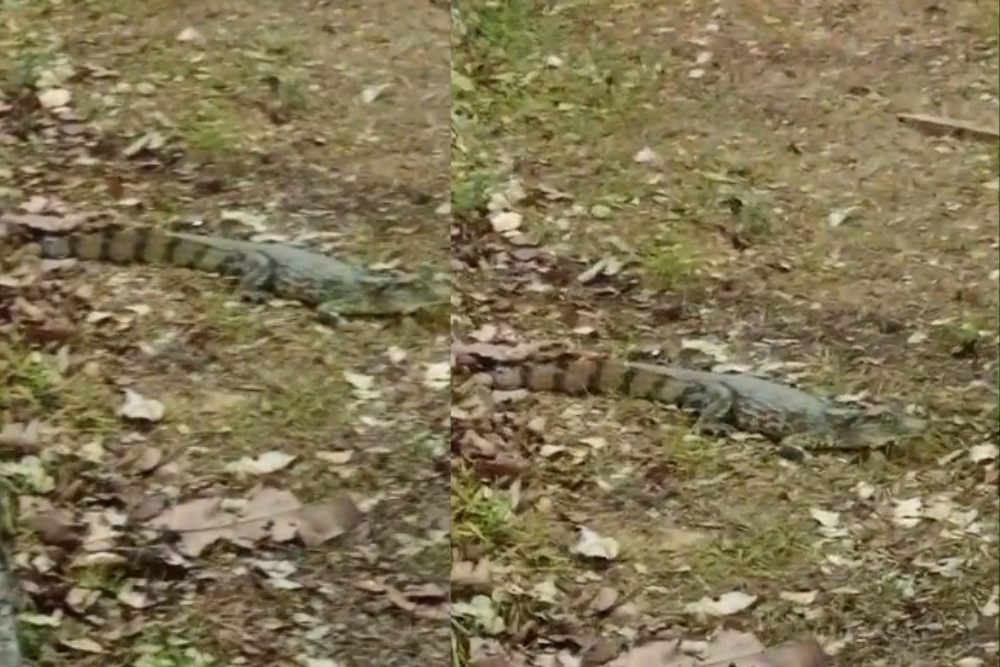Jacar&eacute; &eacute; encontrado escondido em vegeta&ccedil;&atilde;o na Bola do Mindu em Manaus