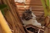 Três homens são presos após jogarem gato em quintal com cães no Amazonas