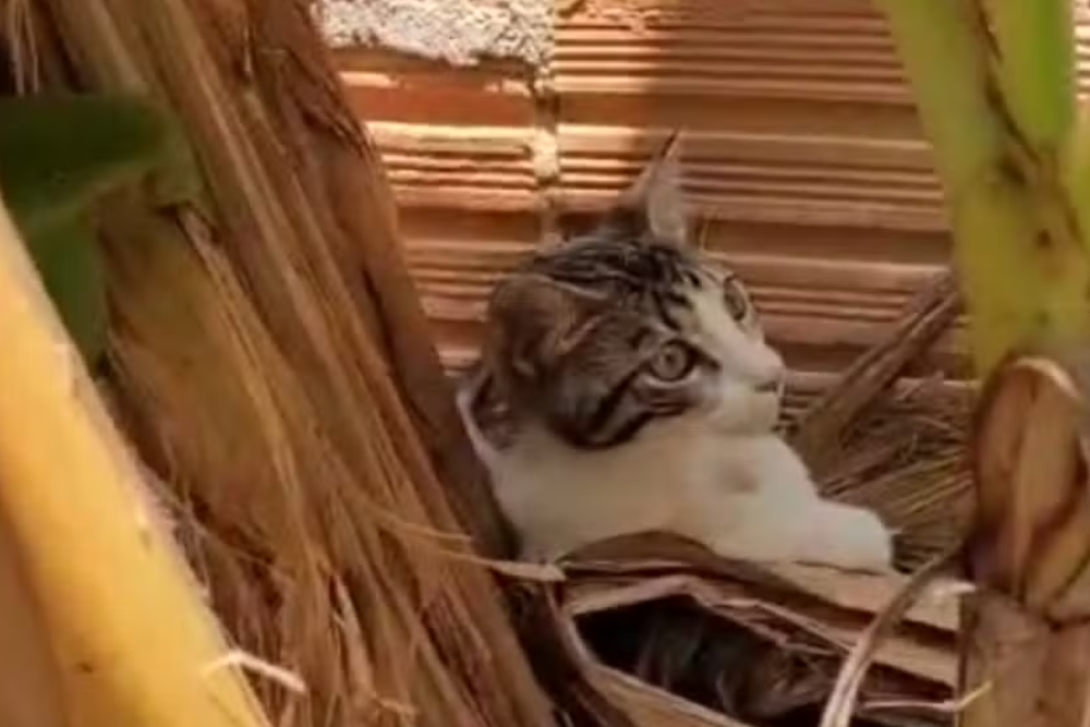 Tr&ecirc;s homens s&atilde;o presos ap&oacute;s jogarem gato em quintal com c&atilde;es no Amazonas