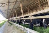 Parintins capacita criadores para produção de silagem