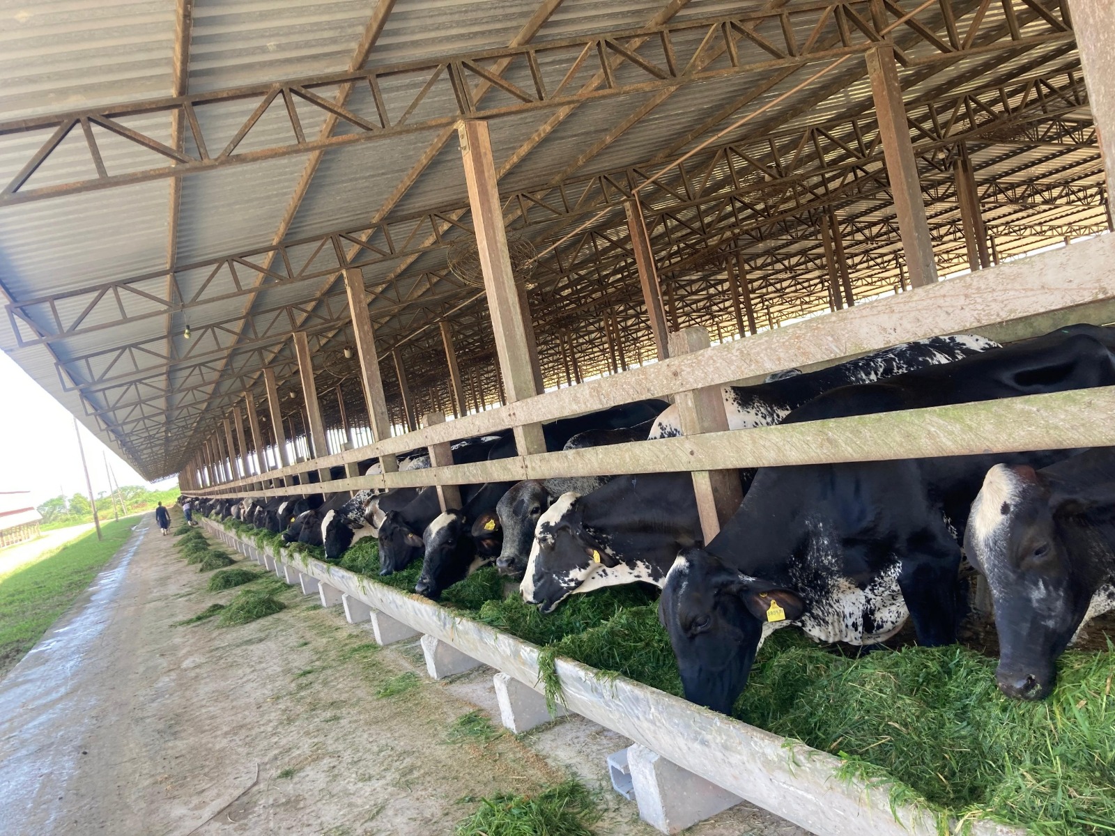 Parintins capacita criadores para produção de silagem
