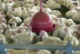 União Europeia libera novamente importação de aves e mel brasileiros